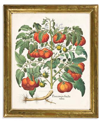 (BOTANICAL.) Basilus Besler. Group of 5 lovely hand-colored engraved plates from Hortus Eystettensis.